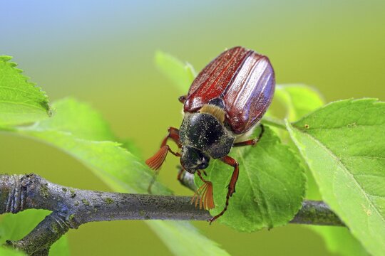 May bug or Cockchafer (Melolontha melolontha)