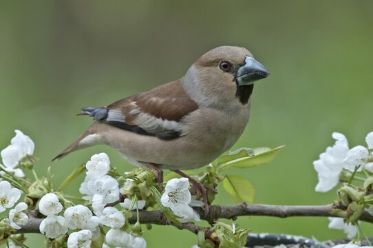 Hawfinch (Coccothraustes coccothraustes), female perched on a flowering cherry branch, Untergr&ouml;ningen, Abtsgmuend, Baden-W&uuml;rttemberg, Germany