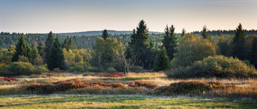 Panorama, moor and forest in autumn, evening light, Erzgebirge, near Zinnwald-Georgenfeld, Saxony, Germany