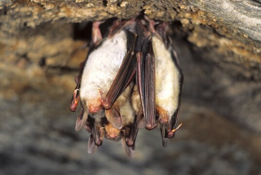 Greater Mouse-eared Bat (Myotis myotis) , hibernating in a cave