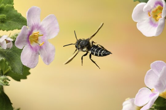 Leaf-cutting cuckoo bee (Coelioxys inermis), female, flying on a pink flower, Germany