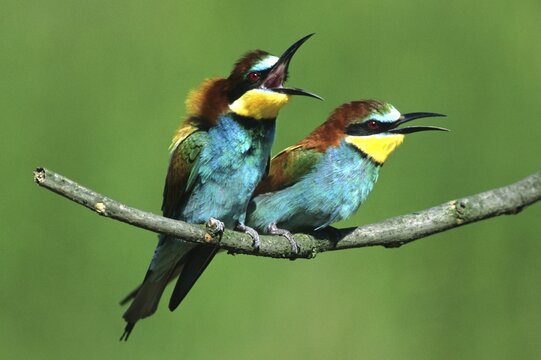 European Bee-eater (Merops apiaster)