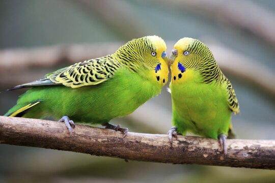 Budgerigars (Melopsittacus undulatus) billing, captive