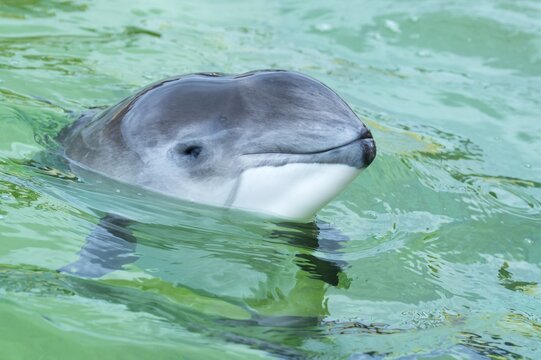 Portrait of a Porpoise ( Phocoenidae) De Koog, Texel, Netherlands