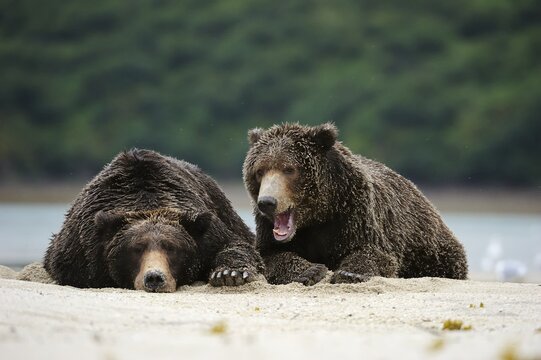 Two Brown Bears (Ursus arctos) dozing next to each other in the sand, Katmai National Park, Alaska