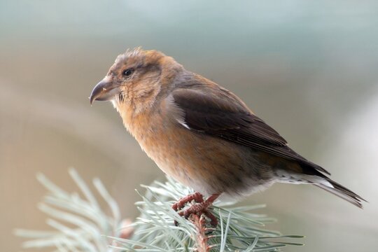 Male Common Crossbill (Loxia curvirostra), Bavarian Forest National Park, Bavaria, Germany