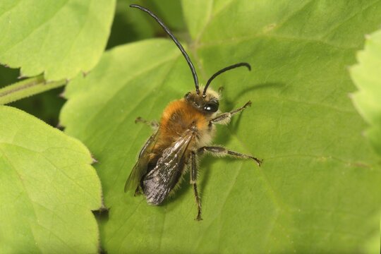 Scarce long-horned bee (Eucera nigrescens) sunbathing, Baden-W&uuml;rttemberg, Germany