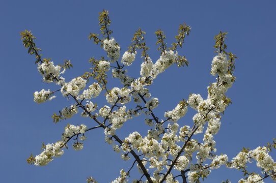 Blossoms on a cherry tree
