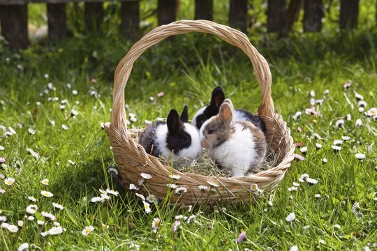 Young Rabbits (Oryctolagus cuniculus forma domestica) in an Easter basket on a flowery meadow