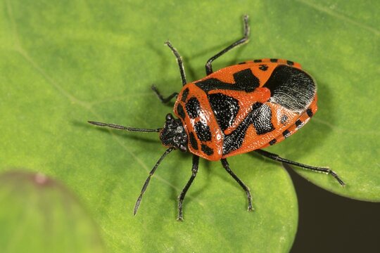 Red and black shield bug (Eurydema dominulus) on leaf, Baden-W&uuml;rttemberg, Germany