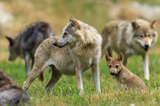 A pack of wolves with pups in a natural, green environment, Timberwolf, wolf, American wolf, (Canis lupus lycaon), Germany