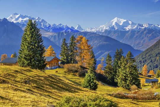 Autumn landscape with chalets and panorama of Dom 4545m, Matterhorn 4478m and Weisshorn 4505m, Bettmeralp, Goms, Rhone Valley, Upper Valais, Valais, Switzerland