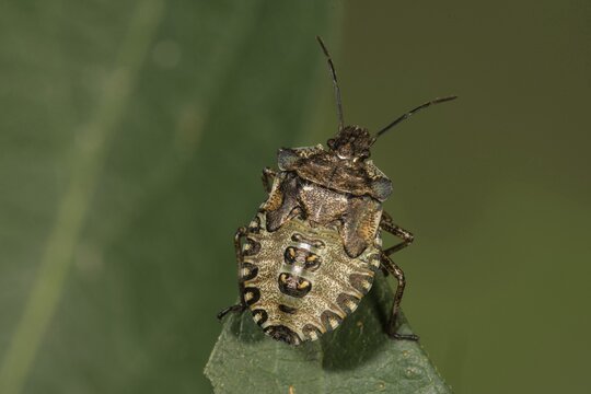 Forest bug (Pentatoma rufipes) in the last larval stage on a leaf tip, Baden-W&uuml;rttemberg, Germany