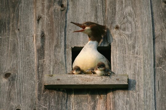 Common Merganser (Mergus merganser), female with two-day-old chicks, fending off the attack of a Common Kestrel on the nest