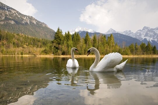 Mute Swans (Cygnus olor), Isar Reservoir near Kruen, Bavaria, Germany, Europe