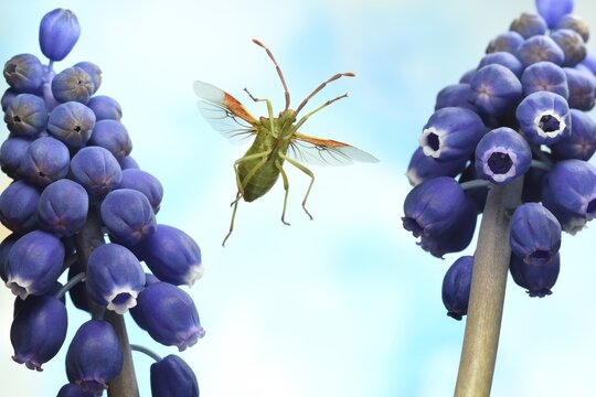 Box bug (Gonocerus acuteangulatus) in flight between blue flowers of a Grape hyacinth (Muscari), Germany