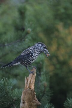 Spotted Nutcracker (Nucifraga caryocatactes)