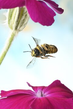 European wool carder bee (Anthidium manicatum), in flight on a rose campion (Silene coronaria), Germany