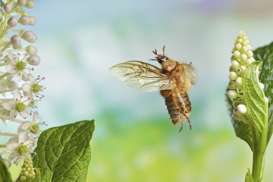 European june beetle (Amphimallon solstitiale) in flight on the inflorescences of the Asian pokeweed (Phytolacca esculenta)