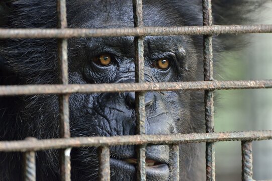 Common Chimpanzee (Pan troglodytes) behind bars, captive, South-West Region, Cameroon