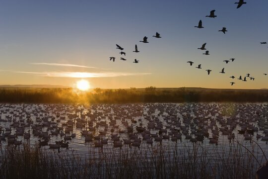 Snow Geese (Anser caerulescens atlanticus, Chen caerulescens) flying at sunrise, in the Bosque del Apache Wildlife Refuge, New Mexico, USA, North America