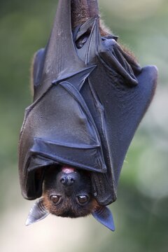 Indian flying fox or greater Indian fruit bat (Pteropus giganteus) hanging, captive