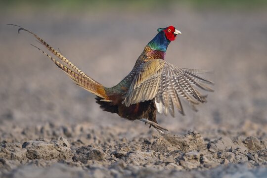 Male Pheasant (Phasianus colchicus) courtship, Oldenburger M&uuml;nsterland, Osterfeine, Lower Saxony, Germany