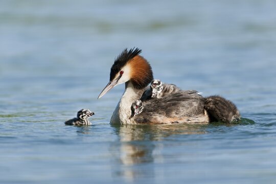 Great Crested Grebe (Podiceps cristatus), adult and chicks, Thuringia, Germany