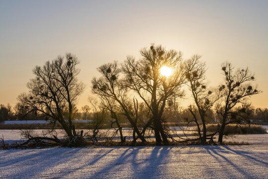 Sunset in the Oder floodplains in winter, Lower Oder Valley National Park, Uckermark, Brandenburg, Germany
