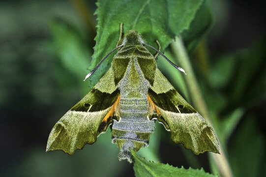 Willowherb Hawk-moth (Proserpinus proserpina), fam. hawk-moths