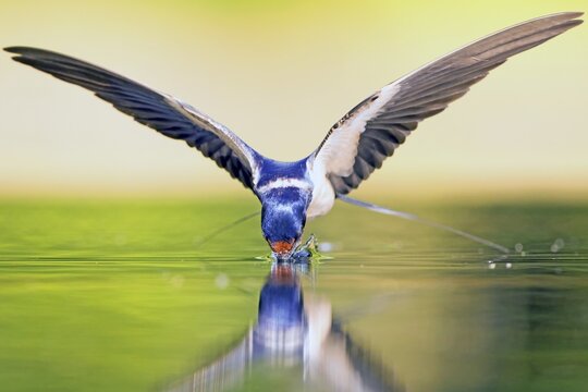 Barn swallow (Hirundo rustica) drinking in flight, Middle Elbe Biosphere Reserve, Germany