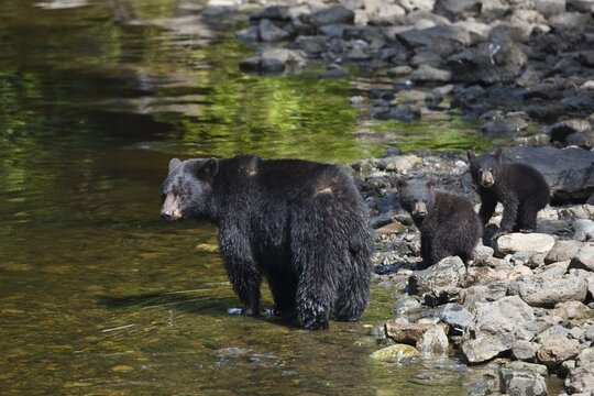 Black Bear (Ursus americanus), mother with cubs, Alaska, USA