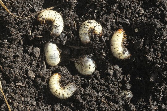 European june beetle (Amphimallon solstitiale) larvae grubs, Allg&auml;u, Bavaria, Germany