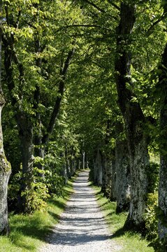 Little avenue with lime trees