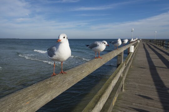 Black-headed Gulls (Larus ridibundus, Chroicocephalus ridibundus), perched on a handrail of Prerow Pier, Mecklenburg-Western Pomerania, Germany