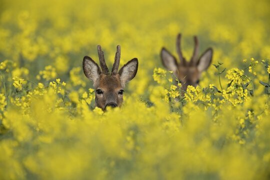 Roebuck in the rape
