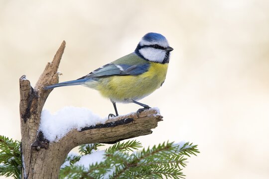 Blue tit (Parus caeruleus), sitting on a branch in winter, Terfens, Tyrol, Austria
