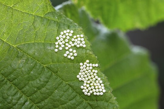 Buff-tip Moth (Phalera bucephala) eggs on the leaf of a Common Hazel (Corylus avellana), Allgaeu, Bavaria, Germany, Europe