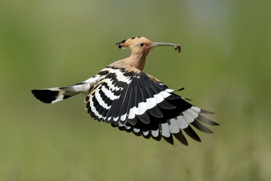 Hoopoe (Upupa epops) in flight with food, Rhineland-Palatinate, Germany