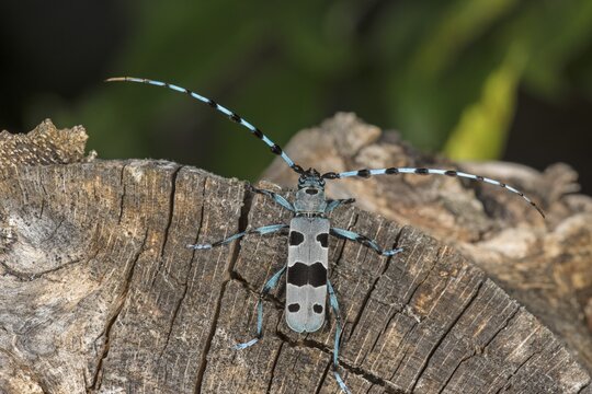 Longicorn (Rosalia alpina), male on a tree trunk, Baden-W&uuml;rttemberg, Germany