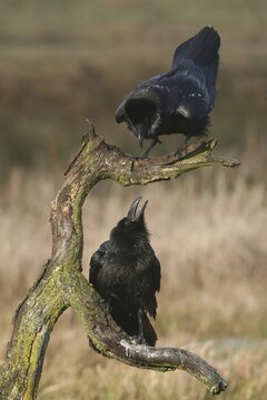 Common or Northern Ravens (Corvus corax), mating behavior
