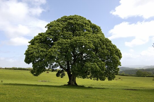 Maple tree South Devon England Grossbrittanien