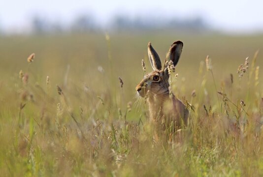 Hare (Lepus europaeus), Illmitz, Burgenland, Austria
