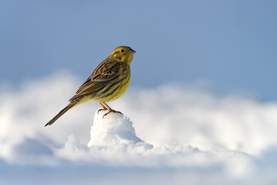 Yellowhammer (Emberiza citrinella), Tyrol, Austria