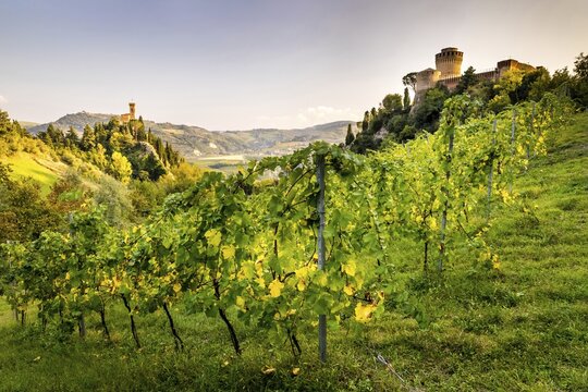 Vineyards in front of Rocca Manfrediana Fortress, on the left clock tower Torre dell'Orologio, Brisighella, Emilia-Romagna, Italy