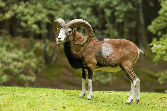 Mouflon (Ovis ammon musimon), ram, captive, Saxony, Germany