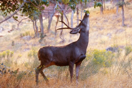 Mule Deer (Odocoileus hemionus), Zion National Park, Utah, USA