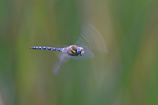 Migrant Hawker (Aeshna mixta)