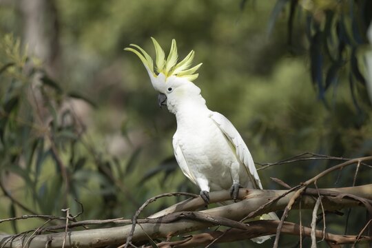 Sulphur-crested cockatoo (Cacatua galerita) adult bird in a tree, Kennett river, Victoria, Australia