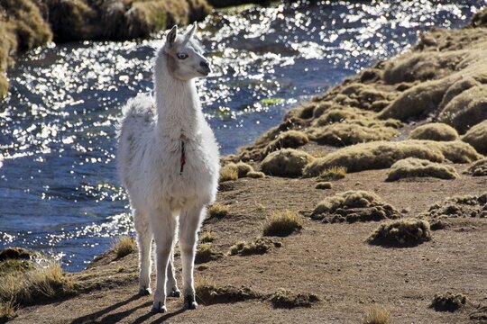 White llama (Lama glama) in front of creek, Altiplano, Bolivia